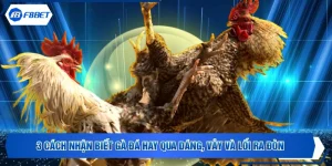 3 Cách Nhận Biết Gà Đá Hay Qua Dáng, Vảy Và Lối Ra Đòn