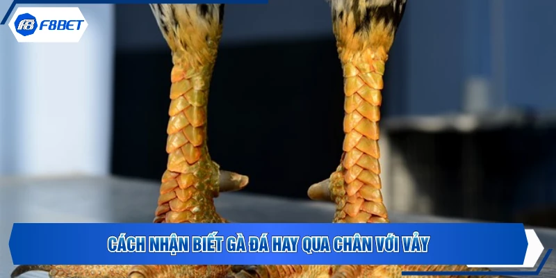 Cách nhận biết gà đá hay qua chân với vảy