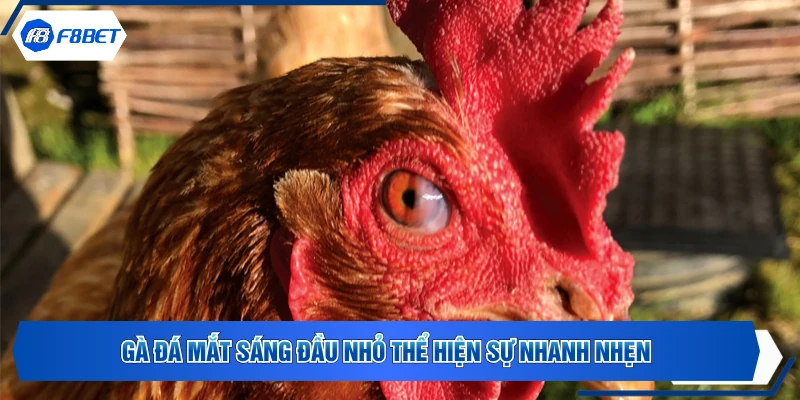 Gà đá mắt sáng đầu nhỏ thể hiện sự nhanh nhẹn