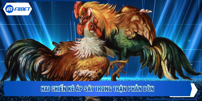 Hai chiến kê áp sát trong trận phản đòn