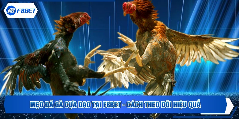 Mẹo Đá Gà Cựa Dao Tại F8BET - Cách Theo Dõi Hiệu Quả