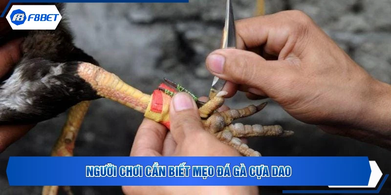 Người chơi cần biết mẹo đá gà cựa dao