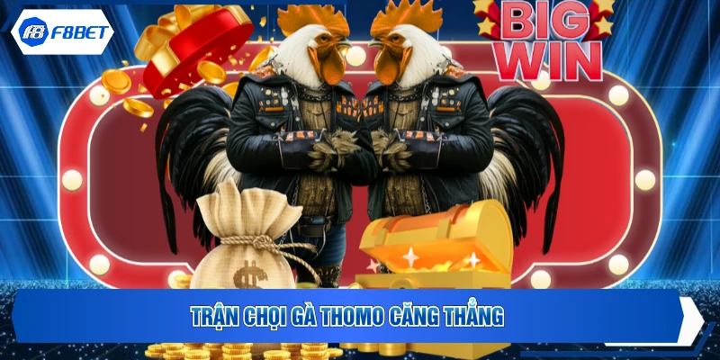 Trận chọi gà Thomo căng thẳng