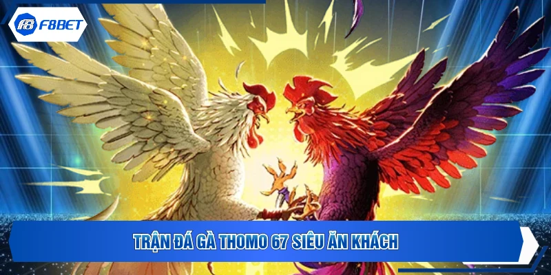 Trận đá gà Thomo 67 siêu ăn khách